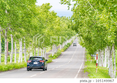 ドライブ　白樺並木　新緑　直線道路 105149967
