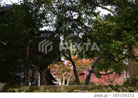 赤山禅院　紅葉 105150152