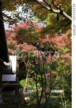 赤山禅院　紅葉 105150156