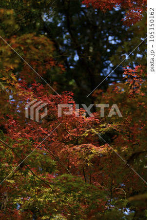 赤山禅院　紅葉 105150162