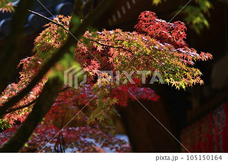 赤山禅院　紅葉 105150164