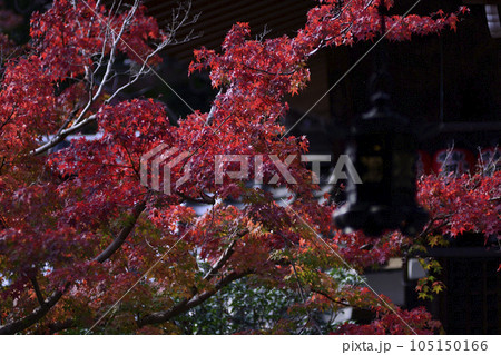 赤山禅院　紅葉 105150166