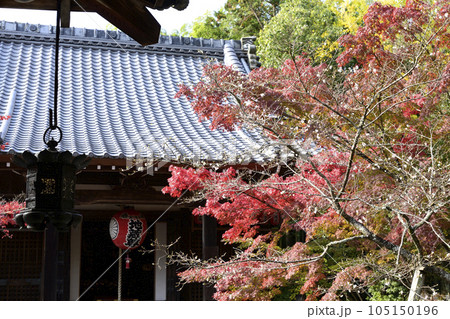 赤山禅院　寒桜と紅葉 105150196