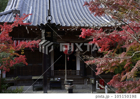 赤山禅院　寒桜と紅葉 105150198