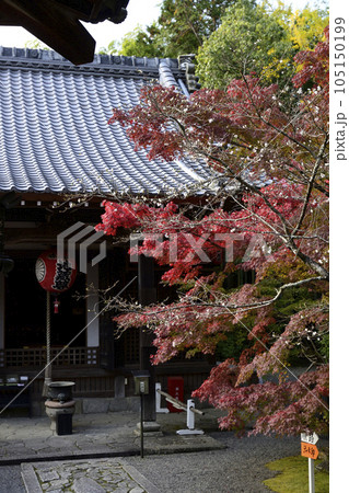 赤山禅院　寒桜と紅葉 105150199
