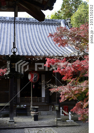 赤山禅院　寒桜と紅葉 105150202