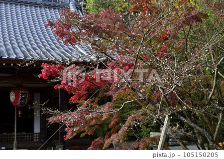 赤山禅院 寒桜と紅葉 赤山禅院 寒桜と紅葉 105150205