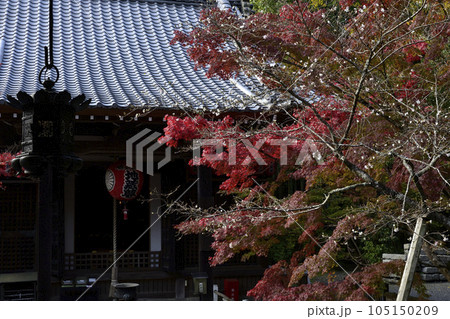 赤山禅院　寒桜と紅葉 105150209