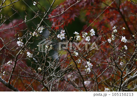 赤山禅院　寒桜と紅葉 105150213