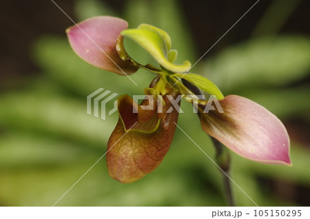 パフィオペディラム アップルトニアナムの花 パフィオペディラム アップルトニアナムの花 105150295