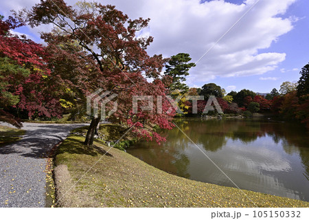 京都仙洞御所　北池　女院御所の池　紅葉 105150332