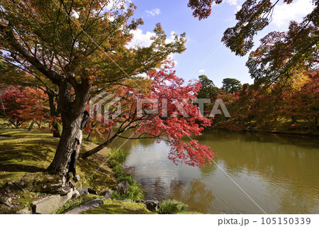 京都仙洞御所　北池　女院御所の池　紅葉 105150339