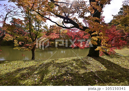 京都仙洞御所　北池　女院御所の池　紅葉 105150341