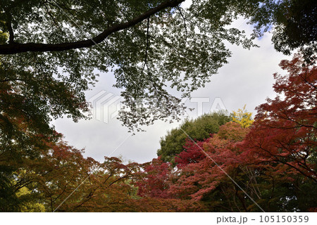 京都仙洞御所 北池 女院御所の池 紅葉 京都仙洞御所 北池 女院御所の池 紅葉 105150359