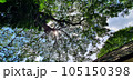 tropical forest with sunlight 105150398