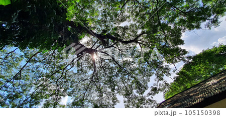 tropical forest with sunlight tropical forest with sunlight 105150398