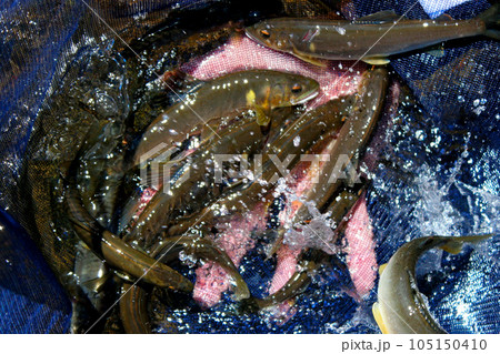 大漁、綺麗なアユが釣れた 105150410
