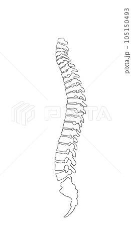 脊椎全体の形がわかるイラスト 105150493