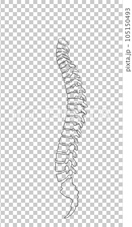 脊椎全体の形がわかるイラスト 105150493