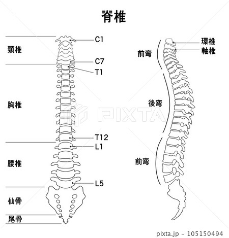 脊椎全体の形がわかるイラスト 105150494