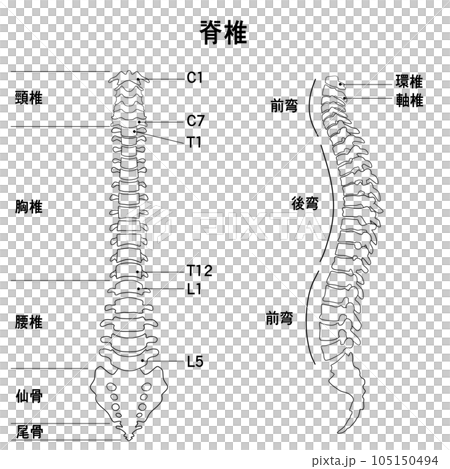 脊椎全体の形がわかるイラスト 105150494