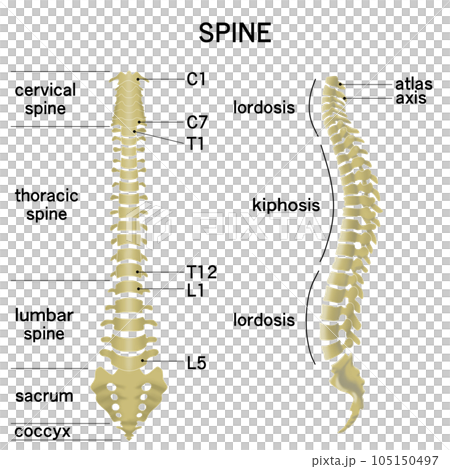 anatomy, framework, skeletal 105150497