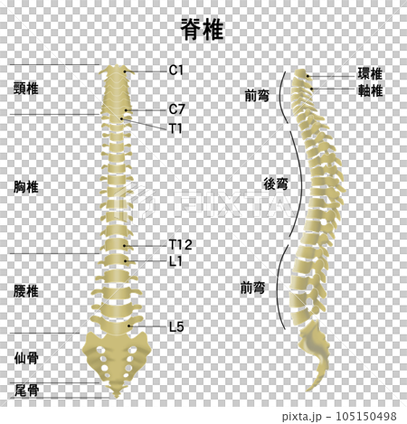 Illustration showing the shape of the entire spine 105150498
