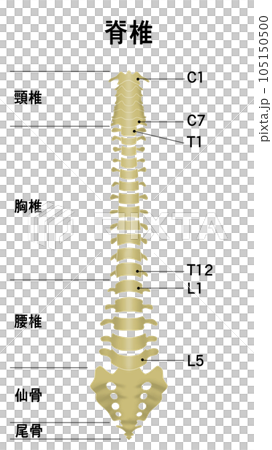 脊椎全体の形がわかるイラスト 脊椎全体の形がわかるイラスト 105150500