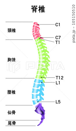 脊椎全体の形と頸椎・胸椎・腰椎の範囲がわかるイラスト 脊椎全体の形と頸椎・胸椎・腰椎の範囲がわかるイラスト 105150510