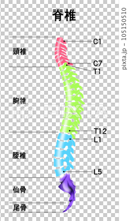 脊椎全体の形と頸椎・胸椎・腰椎の範囲がわかるイラスト 脊椎全体の形と頸椎・胸椎・腰椎の範囲がわかるイラスト 105150510