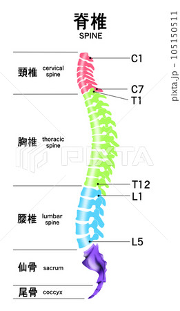 脊椎全体の形と頸椎・胸椎・腰椎の範囲がわかるイラスト 脊椎全体の形と頸椎・胸椎・腰椎の範囲がわかるイラスト 105150511