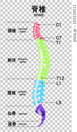 脊椎全体の形と頸椎・胸椎・腰椎の範囲がわかるイラスト 脊椎全体の形と頸椎・胸椎・腰椎の範囲がわかるイラスト 105150511