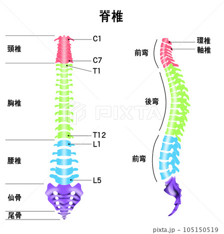 脊椎全体の形と頸椎・胸椎・腰椎の範囲がわかるイラストのイラスト素材