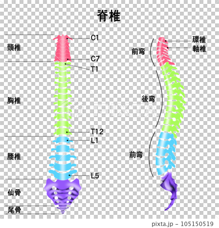 脊椎全体の形と頸椎・胸椎・腰椎の範囲がわかるイラスト 105150519