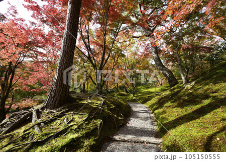京都仙洞御所　紅葉山 105150555