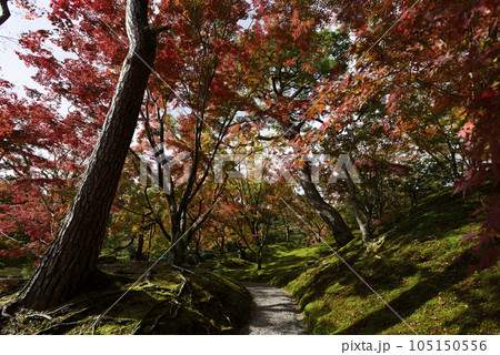 京都仙洞御所　紅葉山 105150556