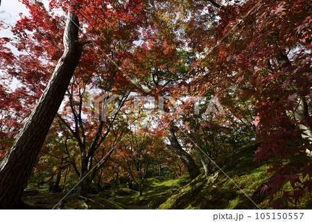 京都仙洞御所　紅葉山 105150557