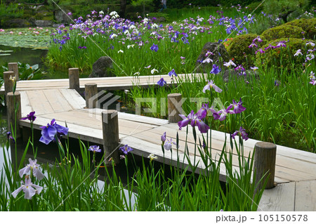 6月の京都市平安神宮 花菖蒲咲く西神苑 105150578