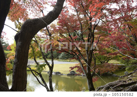 京都仙洞御所　南池の紅葉 105150582