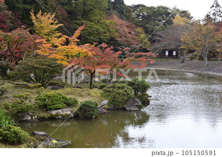 京都仙洞御所　南池の紅葉 105150591