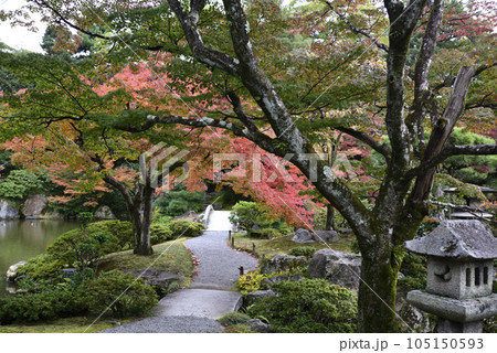 京都仙洞御所　南池の紅葉 105150593