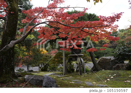 京都仙洞御所 南池の紅葉 京都仙洞御所 南池の紅葉 105150597