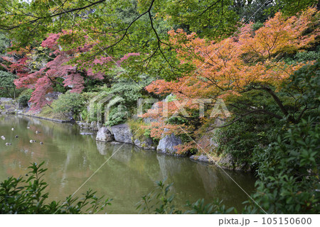 京都仙洞御所 南池の紅葉 京都仙洞御所 南池の紅葉 105150600