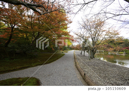 京都仙洞御所　南池の紅葉 105150609