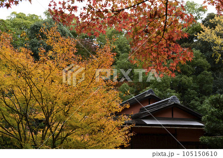 京都仙洞御所　南池の紅葉 105150610