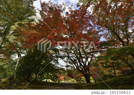 京都仙洞御所　南池の紅葉 105150612