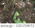 Garden compost. Recycling plant and kitchen food waste. How to make organic fertilizer. 105150672