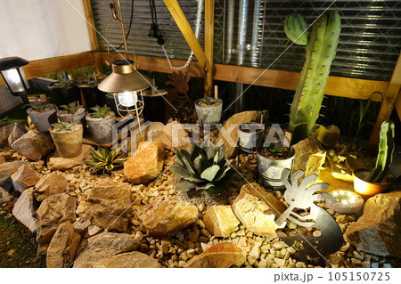 アガベの子株達～ドライガーデン～ 105150725