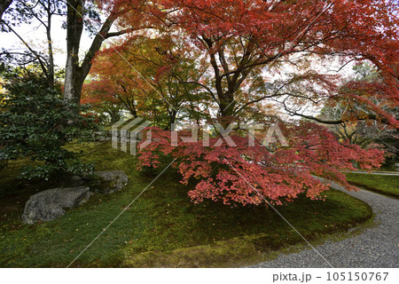 京都仙洞御所 栄螺山の紅葉 京都仙洞御所 栄螺山の紅葉 105150767