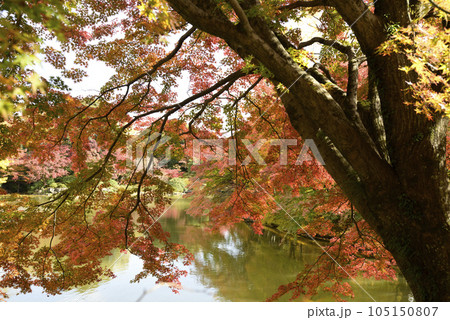 京都仙洞御所 北池の紅葉 京都仙洞御所 北池の紅葉 105150807